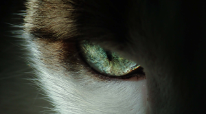 Cat Green Eye Zoomed In