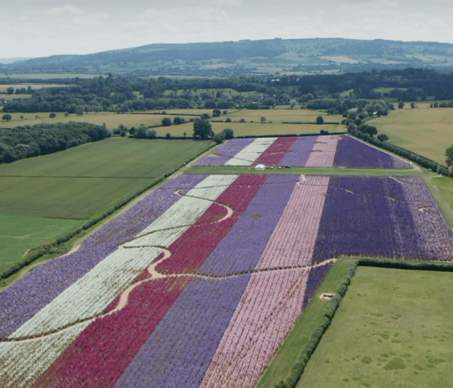 The Real Flower Petal Company: An Award Winning Storytelling Video